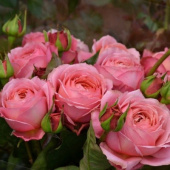 Роза кустовая Romantik antike