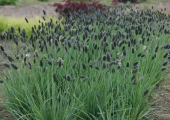Сеслерия черноцветковая