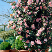 Камелия японская  Bonomiana roze