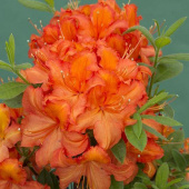 Азалия крупноцветковая Apricot