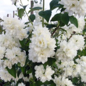Чубушник гибридный Bouquet Blanc