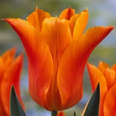 Тюльпан Ballade Orange