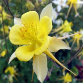 Аквилегия вееровидная Spring Magic  Yellow