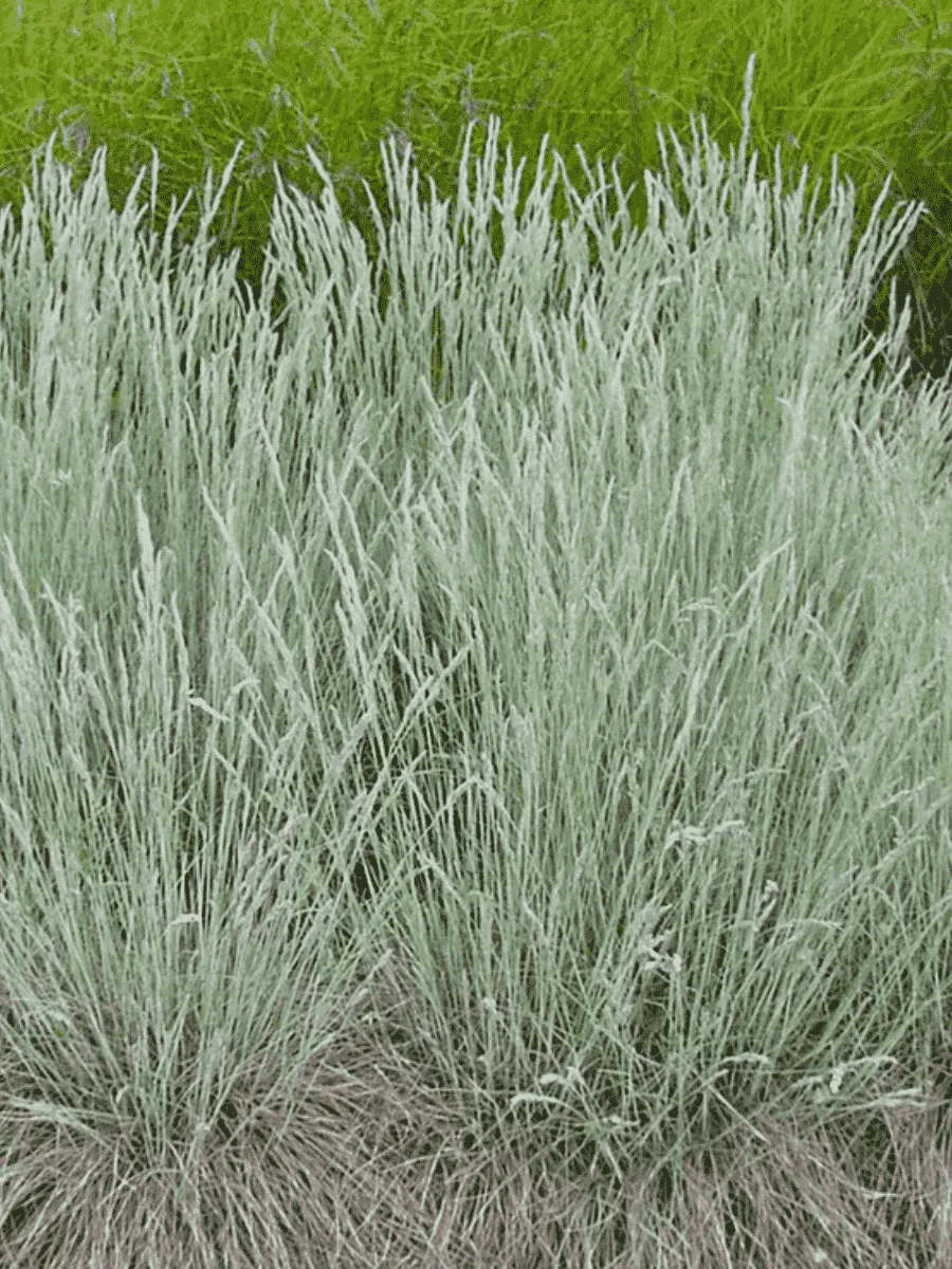 Овсяница валийская Glaucantha