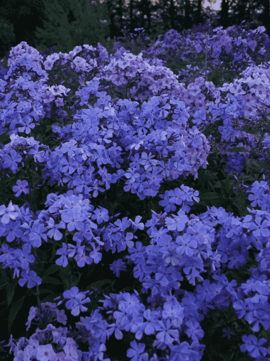 Флокс метельчатый Незабудка