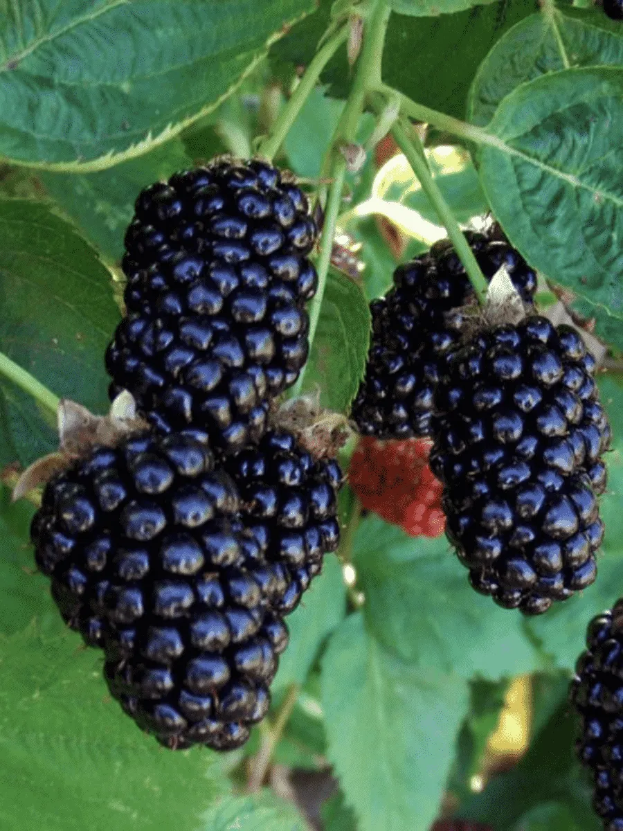 Ежемалина гибридная Бойсенберри Ежемалина гибридная Бойсенберри