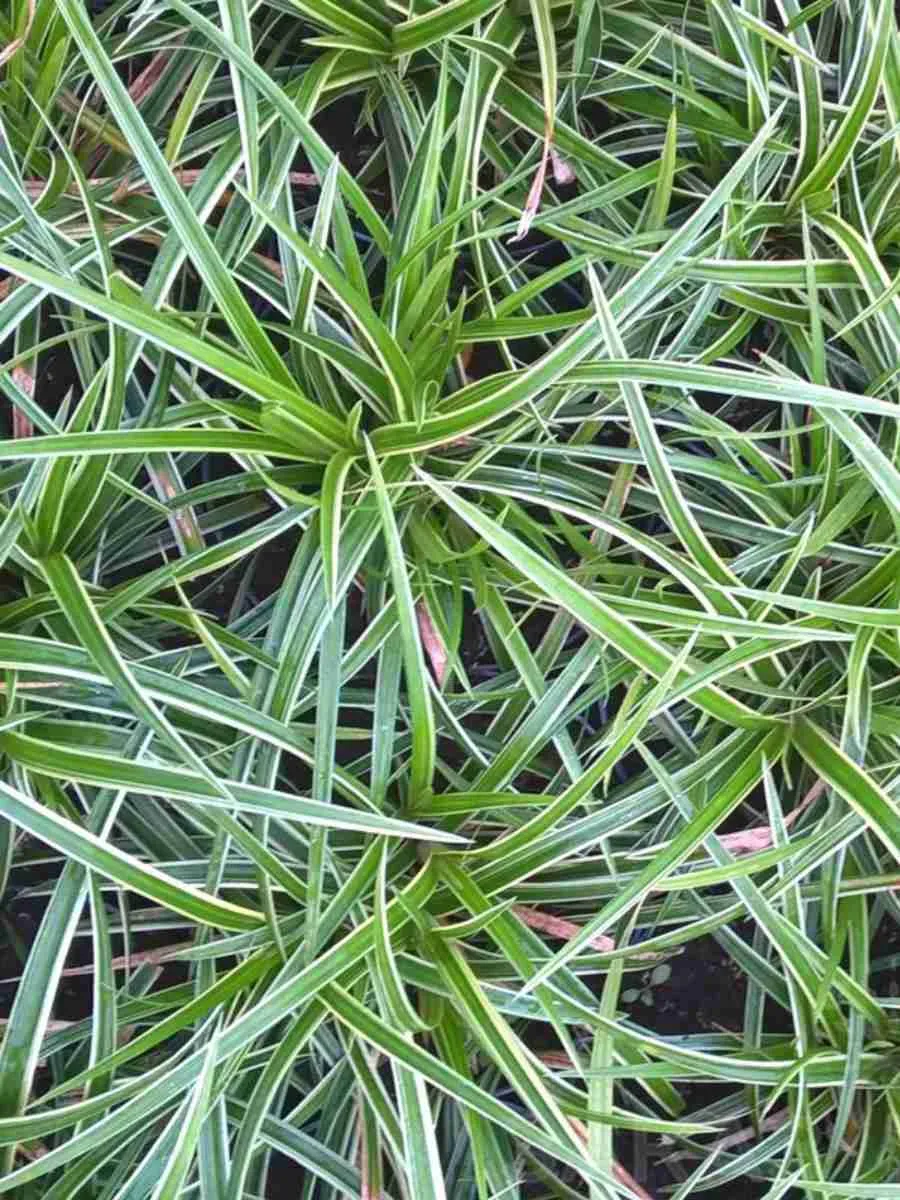 Осока пальмолистная Bicolor Fountain