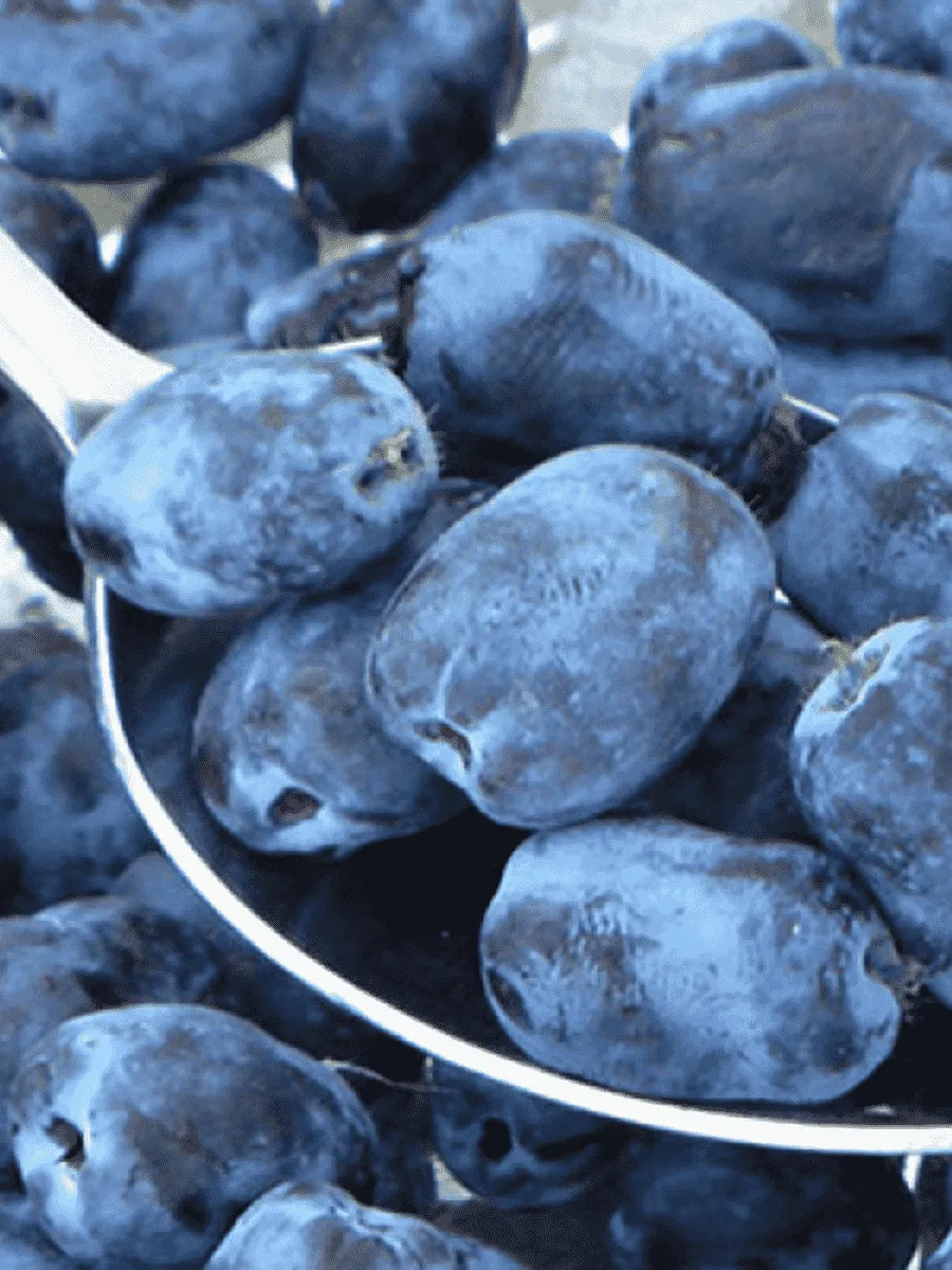 Жимолость Черничка Жимолость Черничка