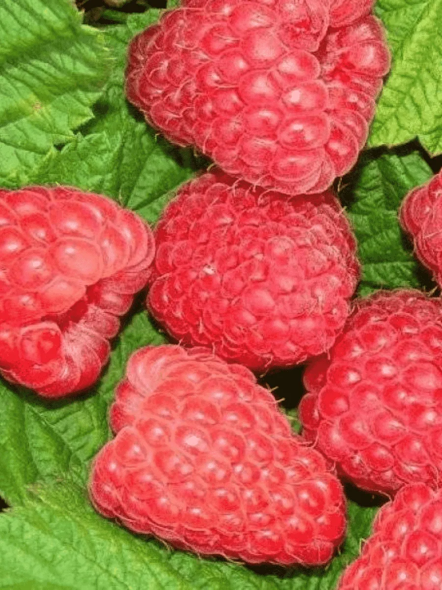 Малина обыкновенная Radziejowa