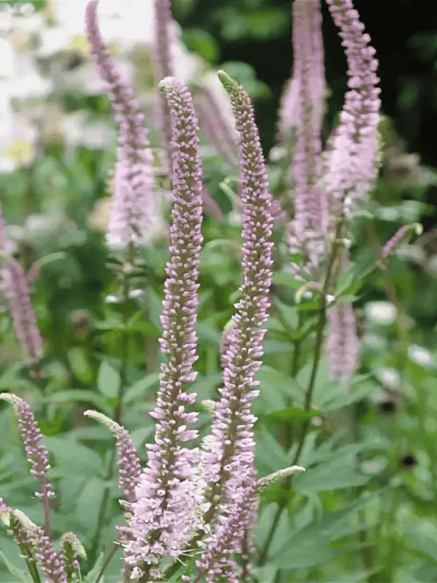 Вероникаструм виргинский  Kleine Erica