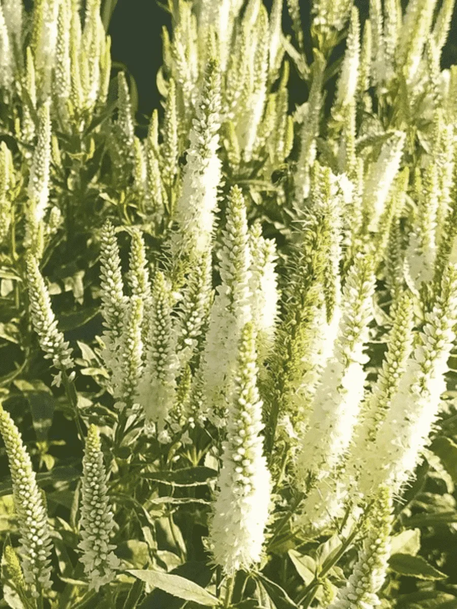 Вероника колосистая Charlotte