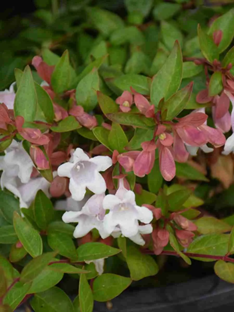 Абелия Edward goucher