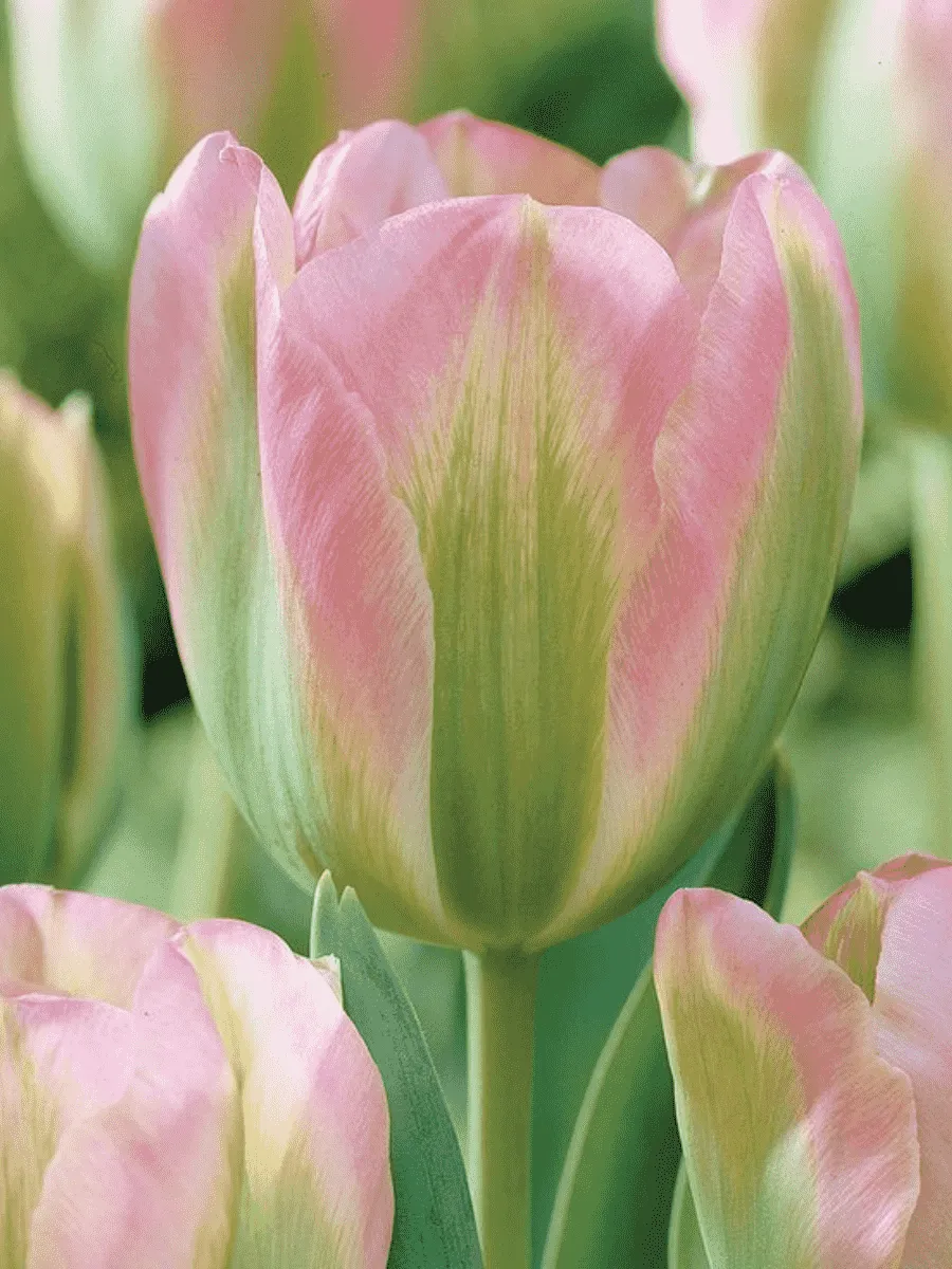 Тюльпан Greenland