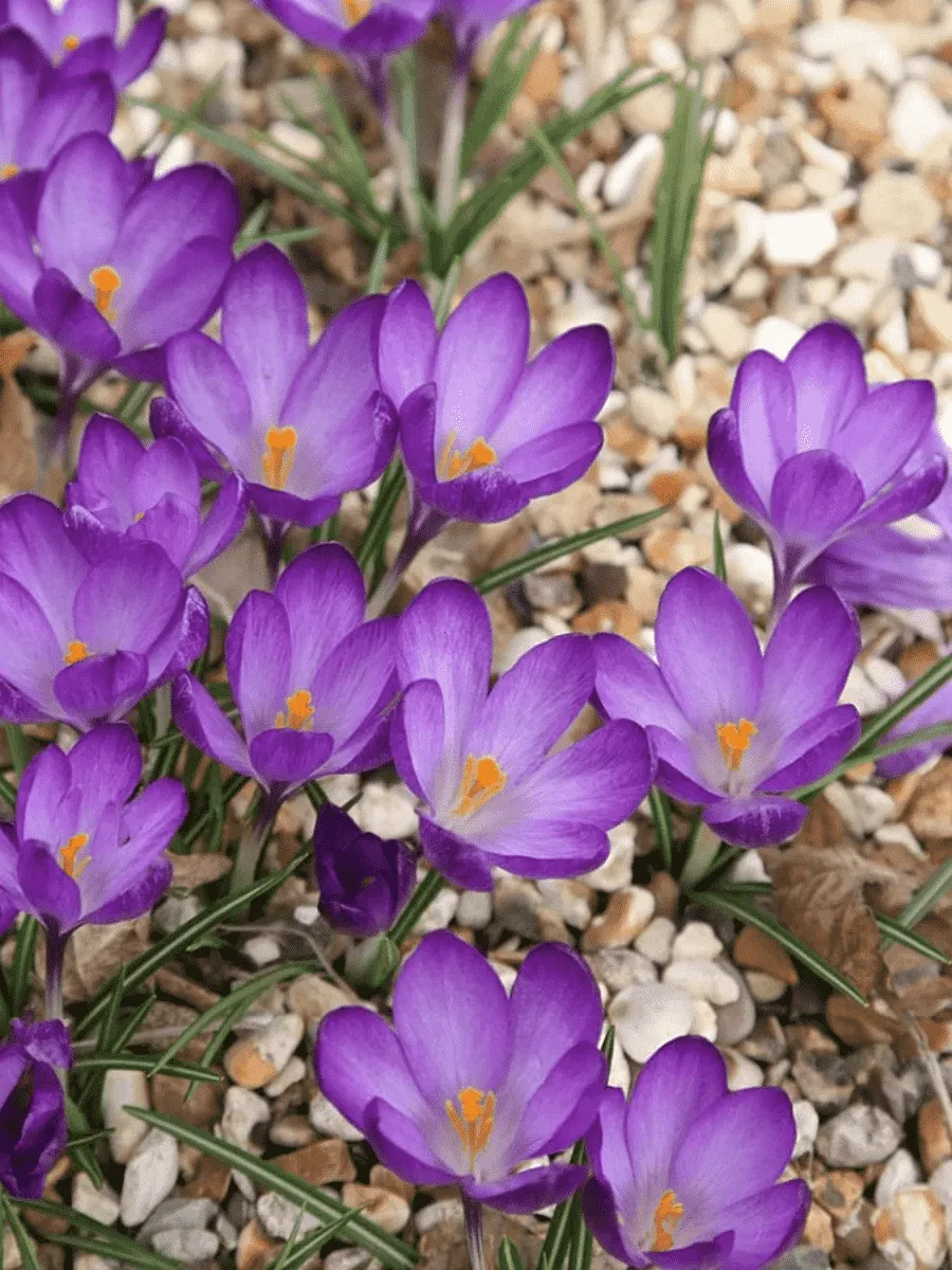 Крокус Ботанический Ruby Giant