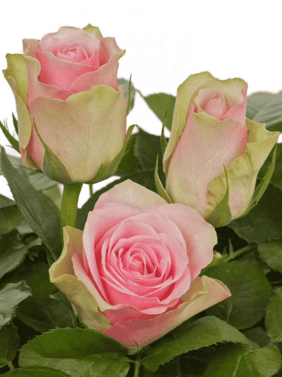 Роза чайно-гибридная Belle Rose