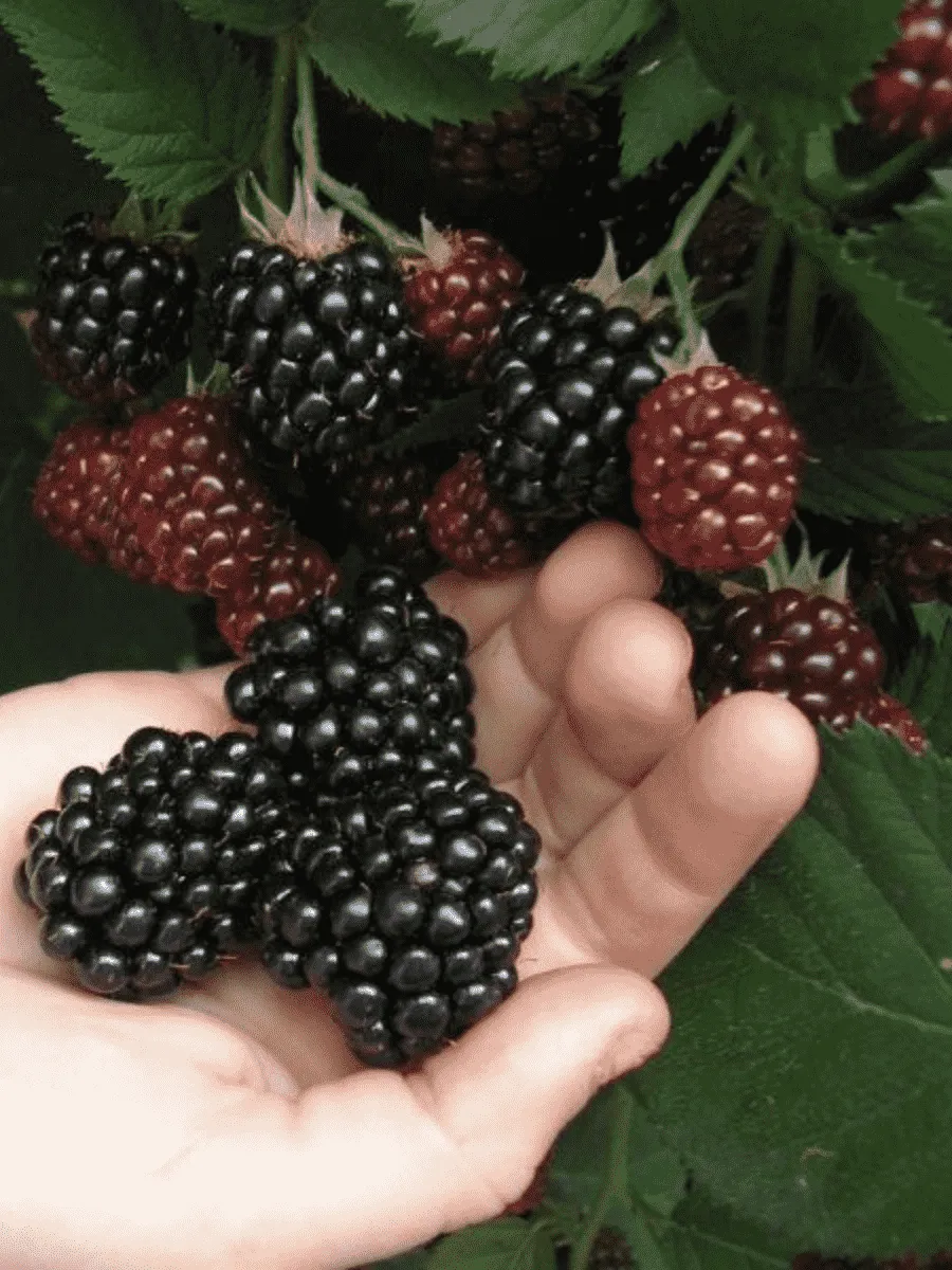 Ежевика садовая Торнфри Ежевика садовая Торнфри