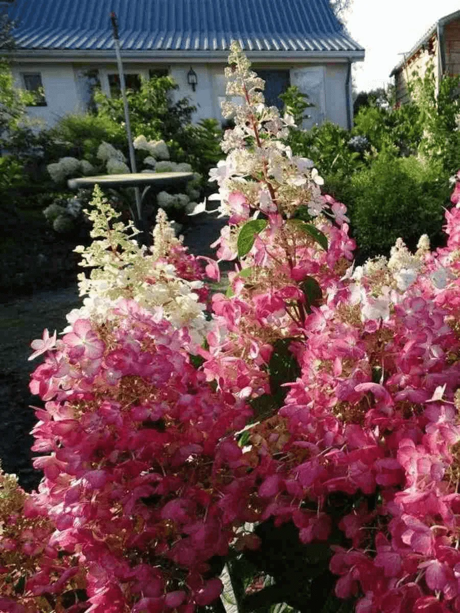 Гортензия метельчатая Candlelight ТОЛЬКО САМОВЫВОЗ Гортензия метельчатая Candlelight ТОЛЬКО САМОВЫВОЗ