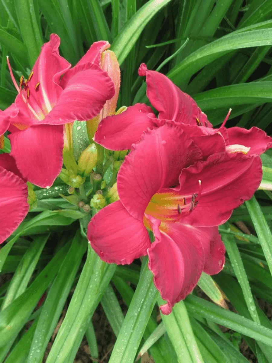 Лилейник Charles Johnston