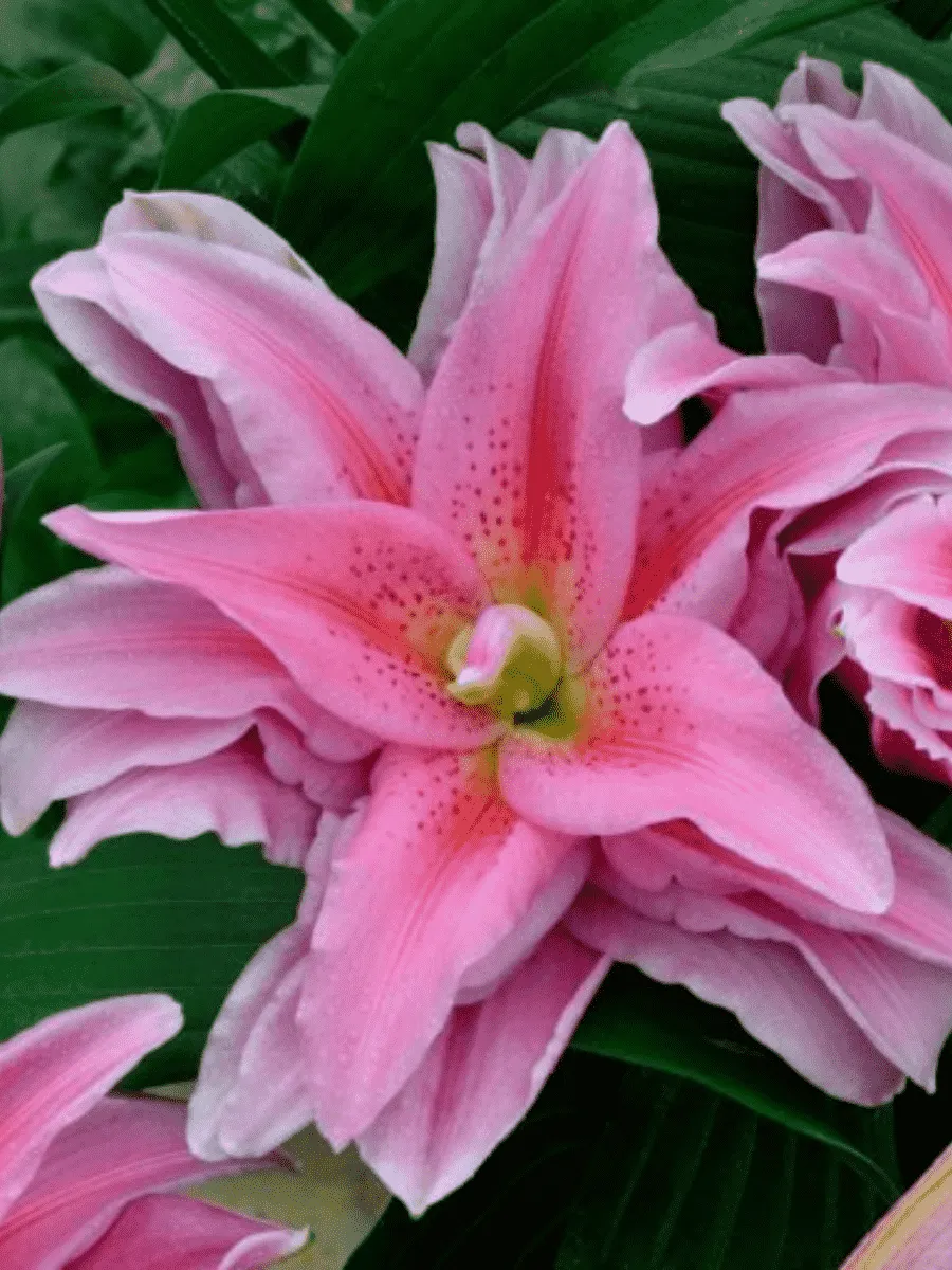 Лилия Roselily Sara