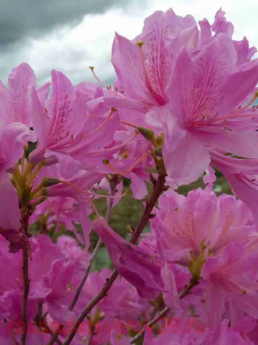 Азалия Western Lights