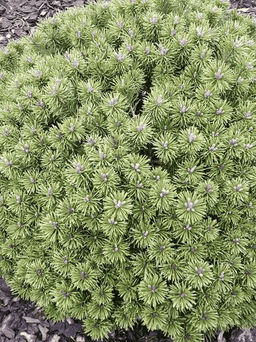 Сосна горная Litomysl Сосна горная Litomysl