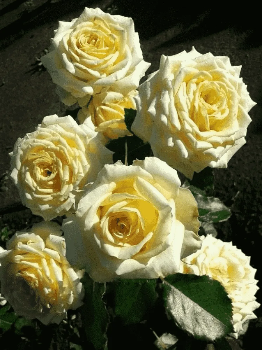 Роза Чайно-гибридная My Girl