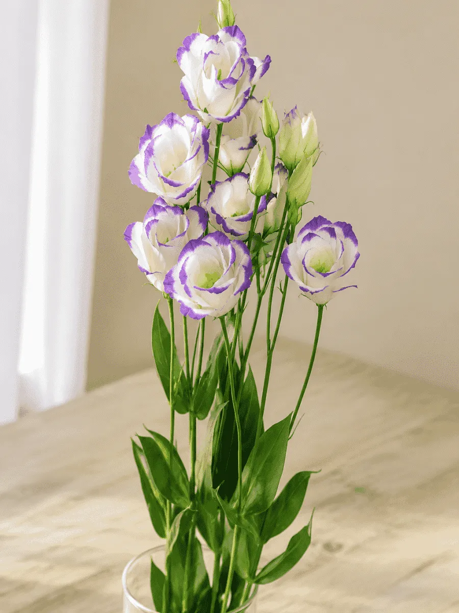 Эустома Rosita Blue Picotee