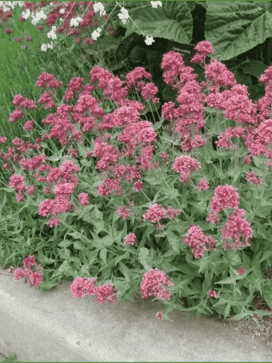 Кентрантус Ruber Coccineus Кентрантус Ruber Coccineus