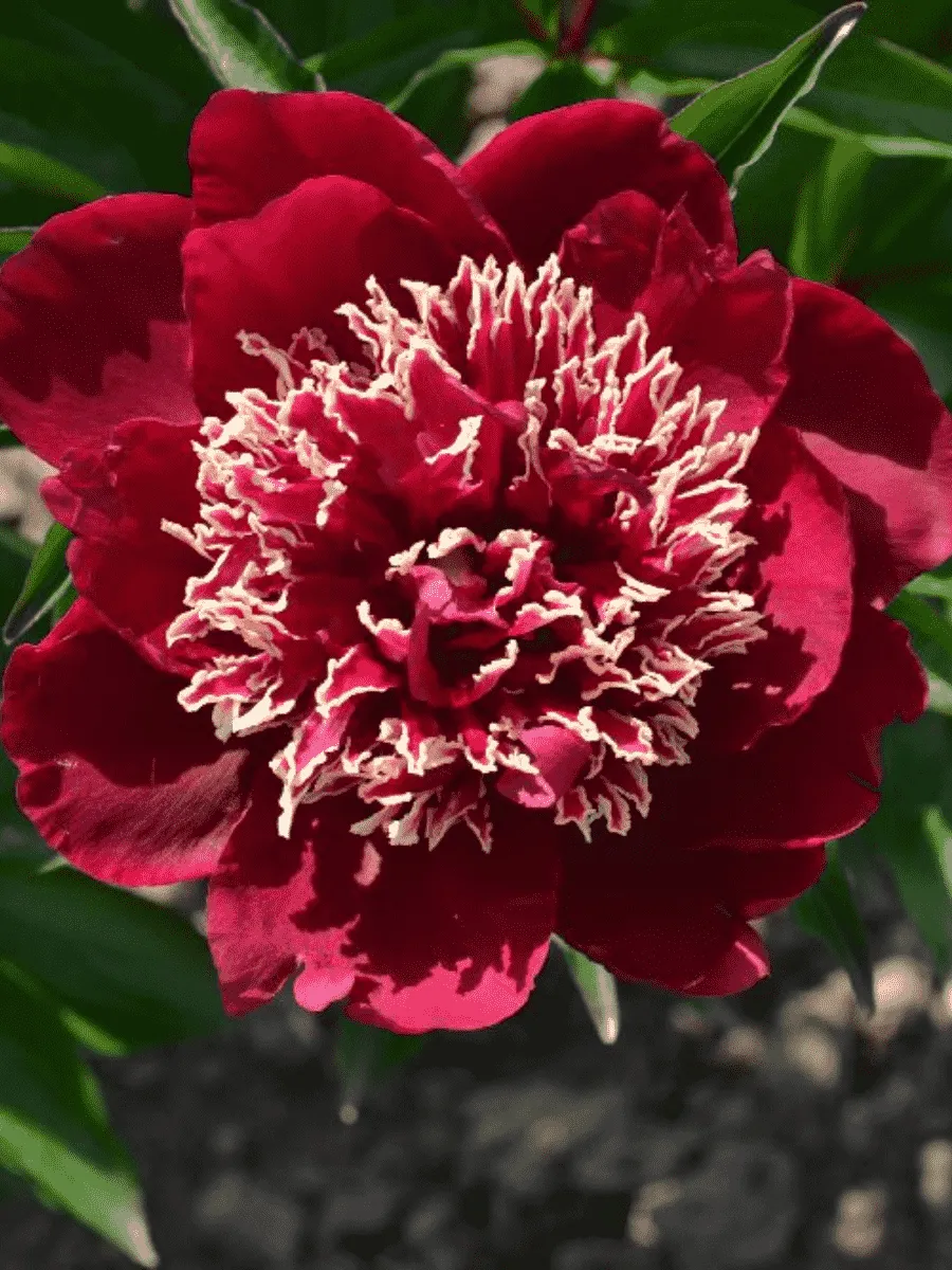 Пион Молочноцветковый Charles Burgess