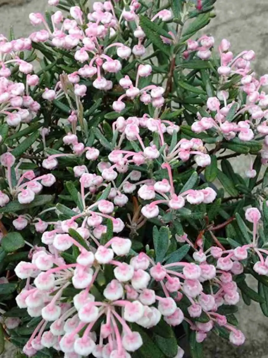 Андромеда многолистная Blue Ice