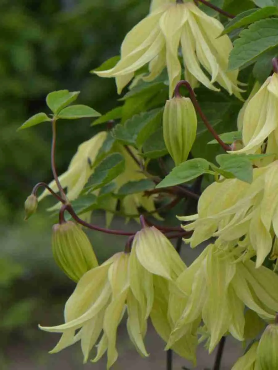 Клематис гибридный Golden Surprise