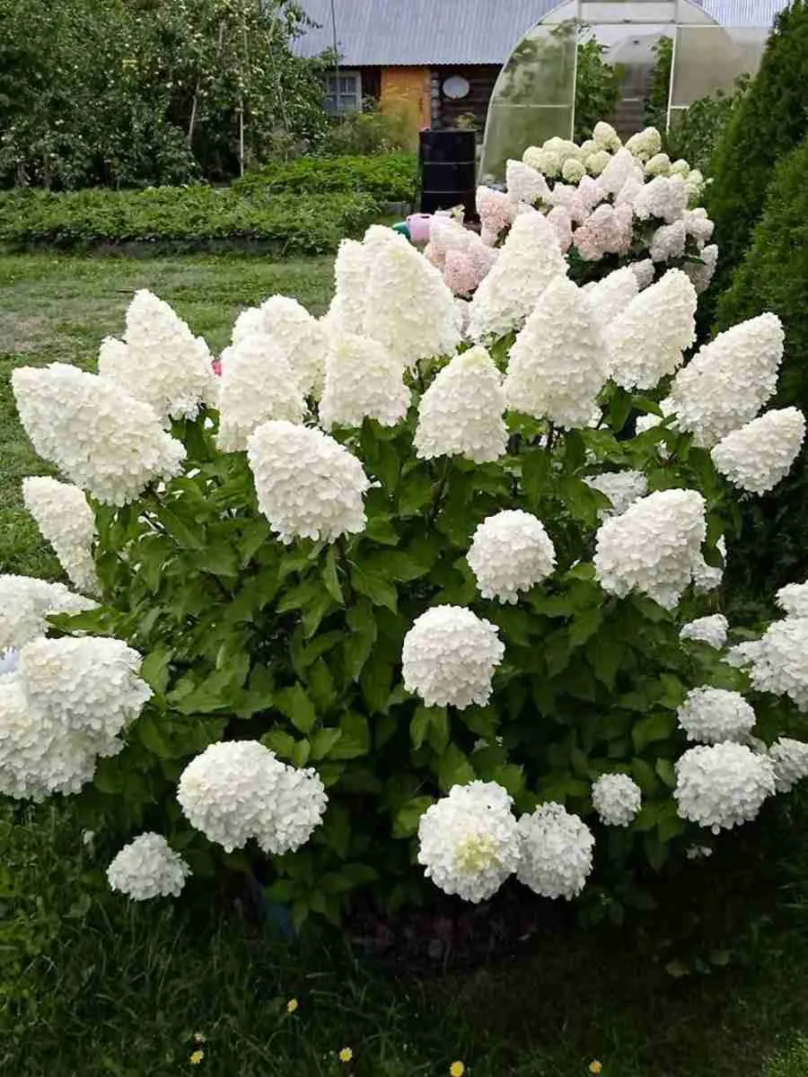 Гортензия метельчатая  Polar Bear