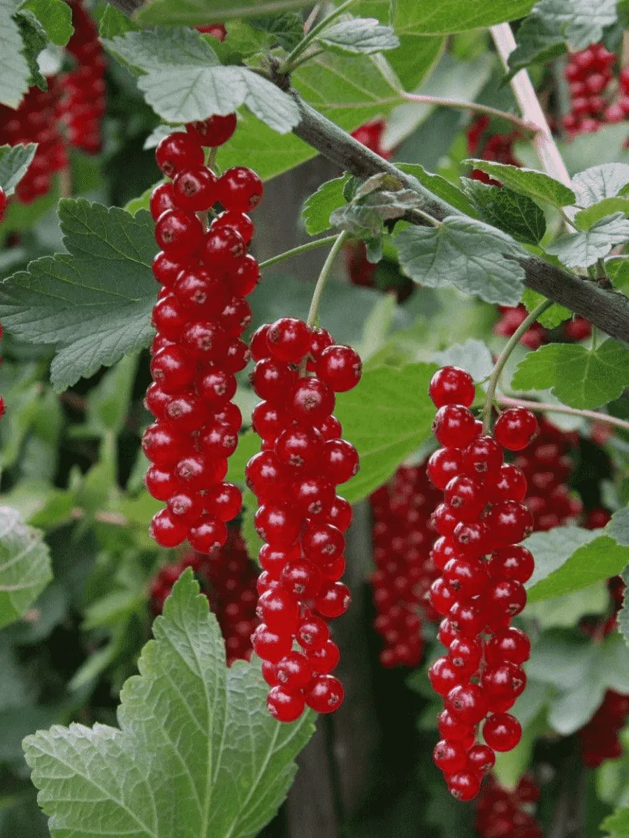 Смородина красная Длиннокистная Смородина красная Длиннокистная