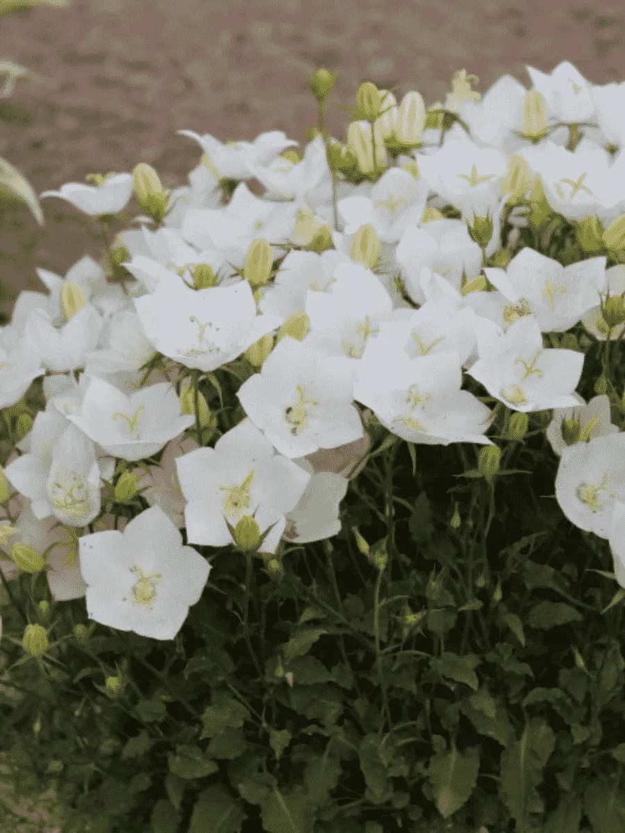 Колокольчик  карпатский White Clips