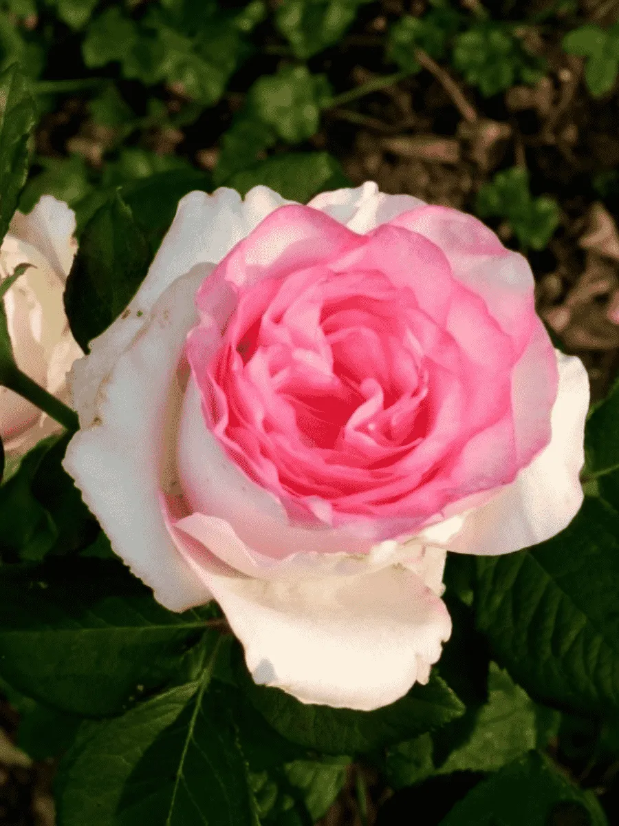 Роза чайно-гибридная bella vita