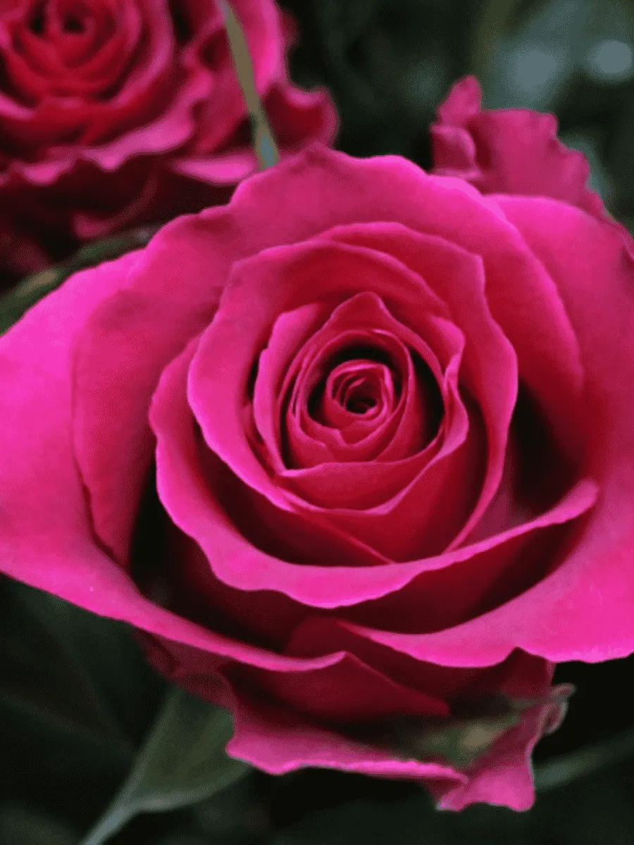 Роза чайно-гибридная Gotcha