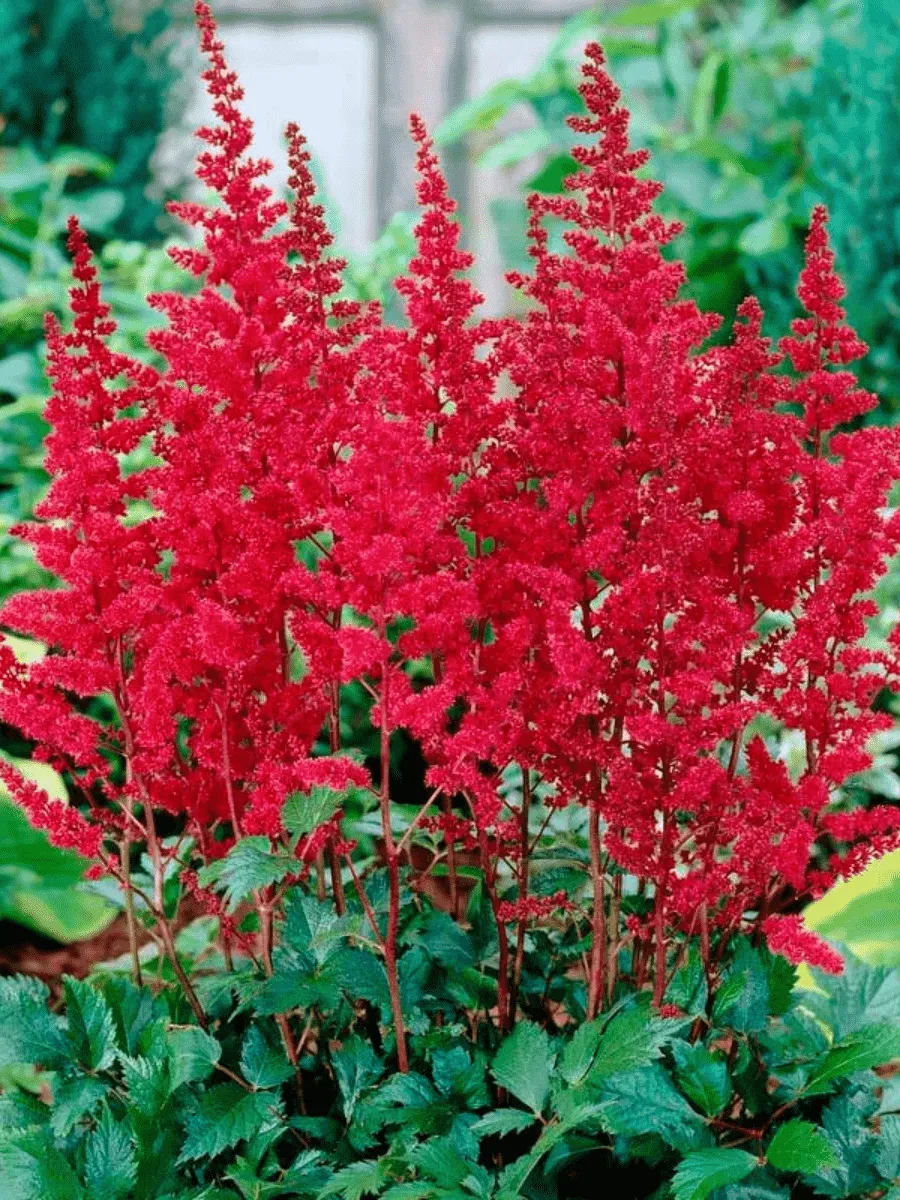 Астильба Арендса Burgundy Red