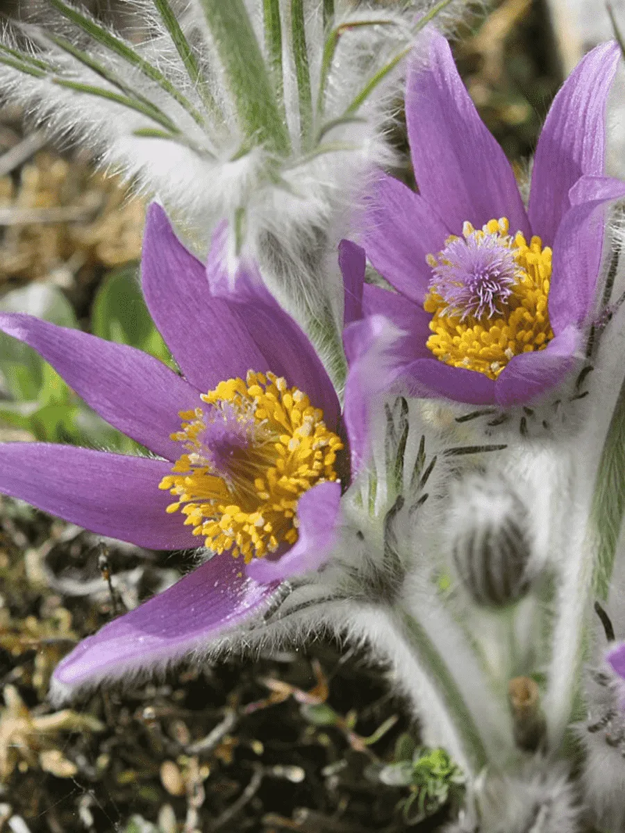 Прострел Галлера Прострел Галлера