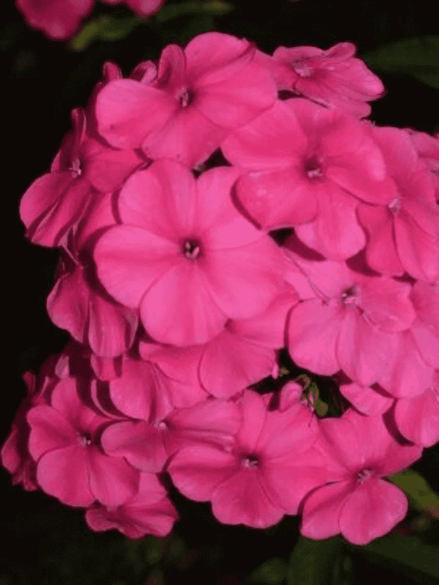 Флокс Малиновое суфле