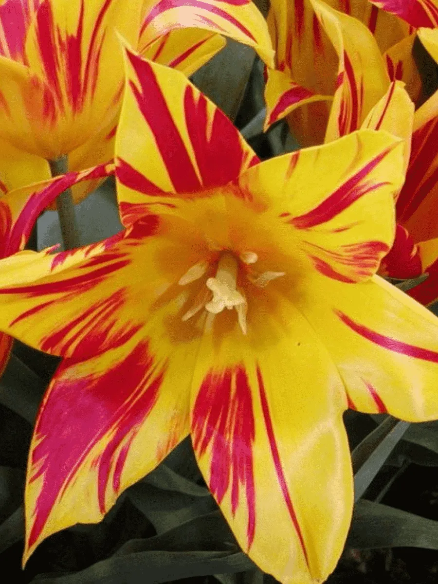 Тюльпан Flaming Bayside