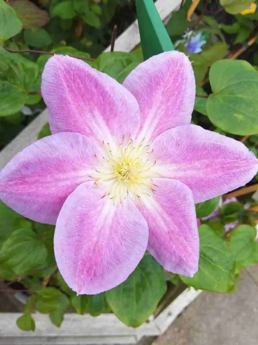 Клематис Change of Heart