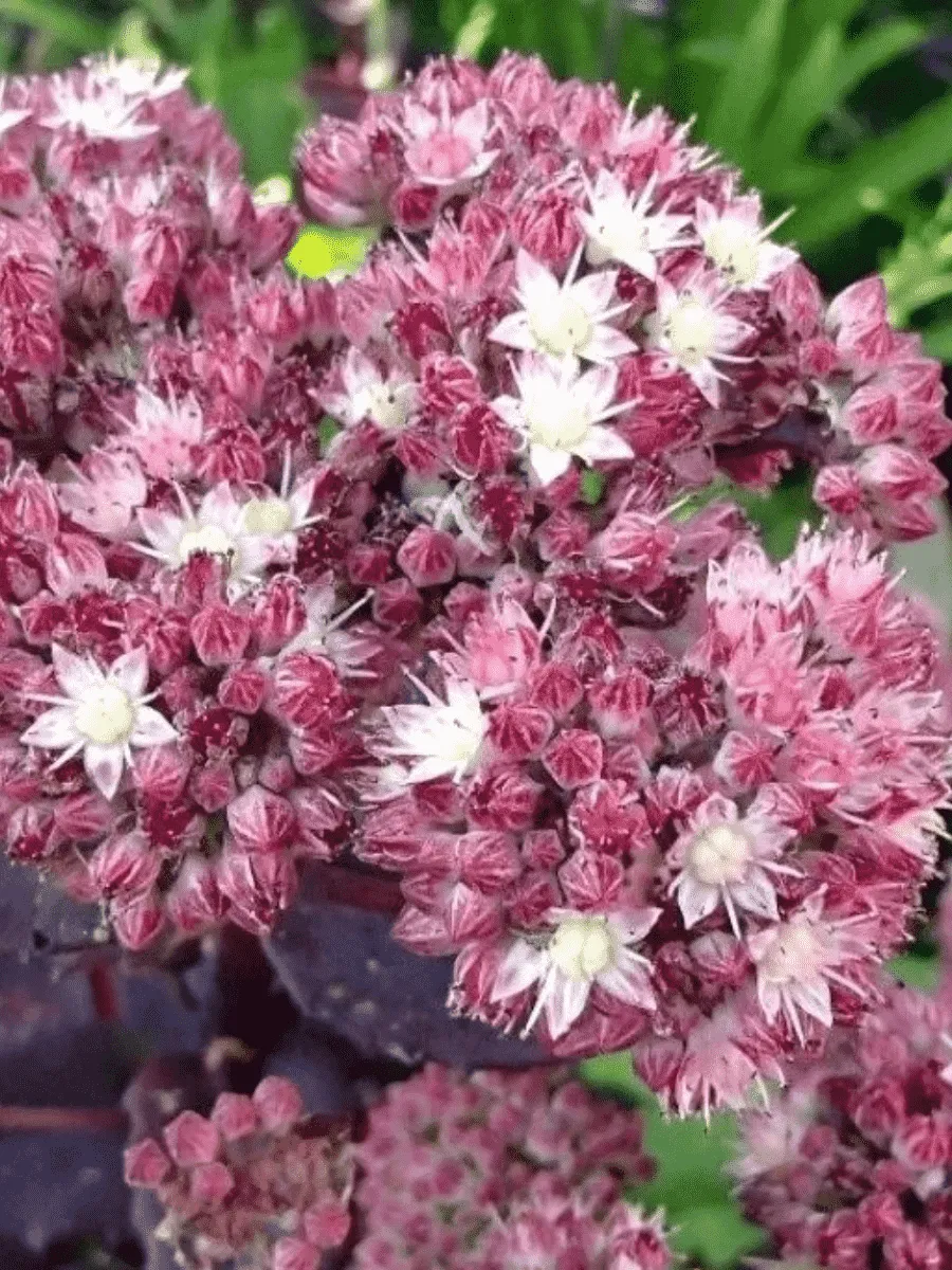 Очиток гибридный `Strawberry and Cream