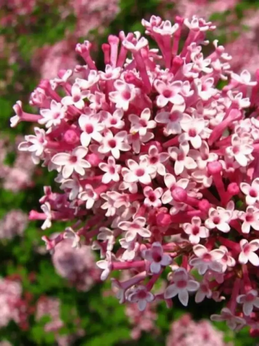 Сирень мейера Red Pixie