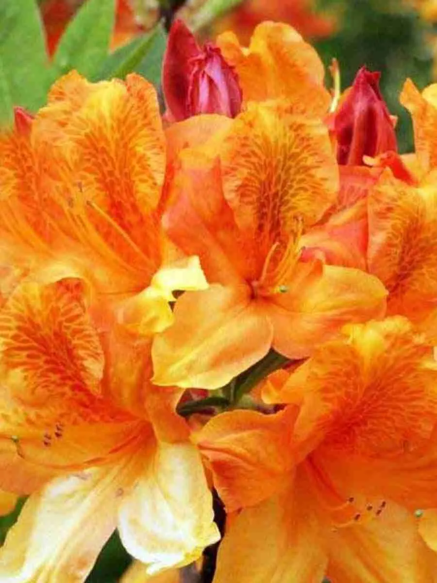 Азалия Christopher Wren