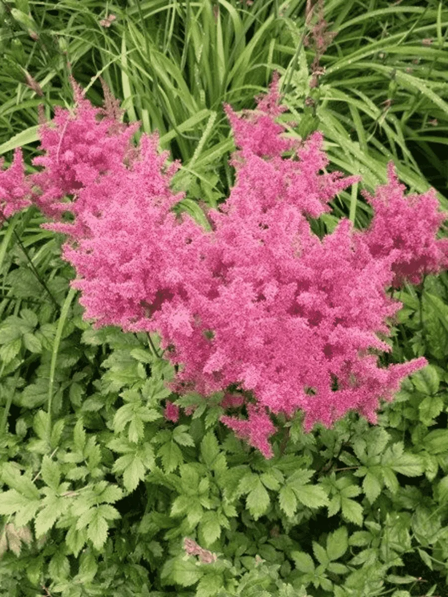 Астильба Арендса Anita Pfeifer