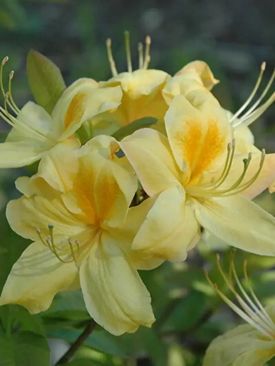 Азалия гибридная Golden Sunset