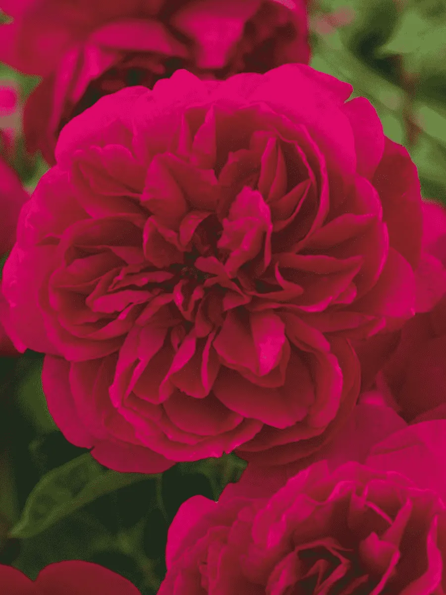 Роза Английская кустовая Thomas a Becket