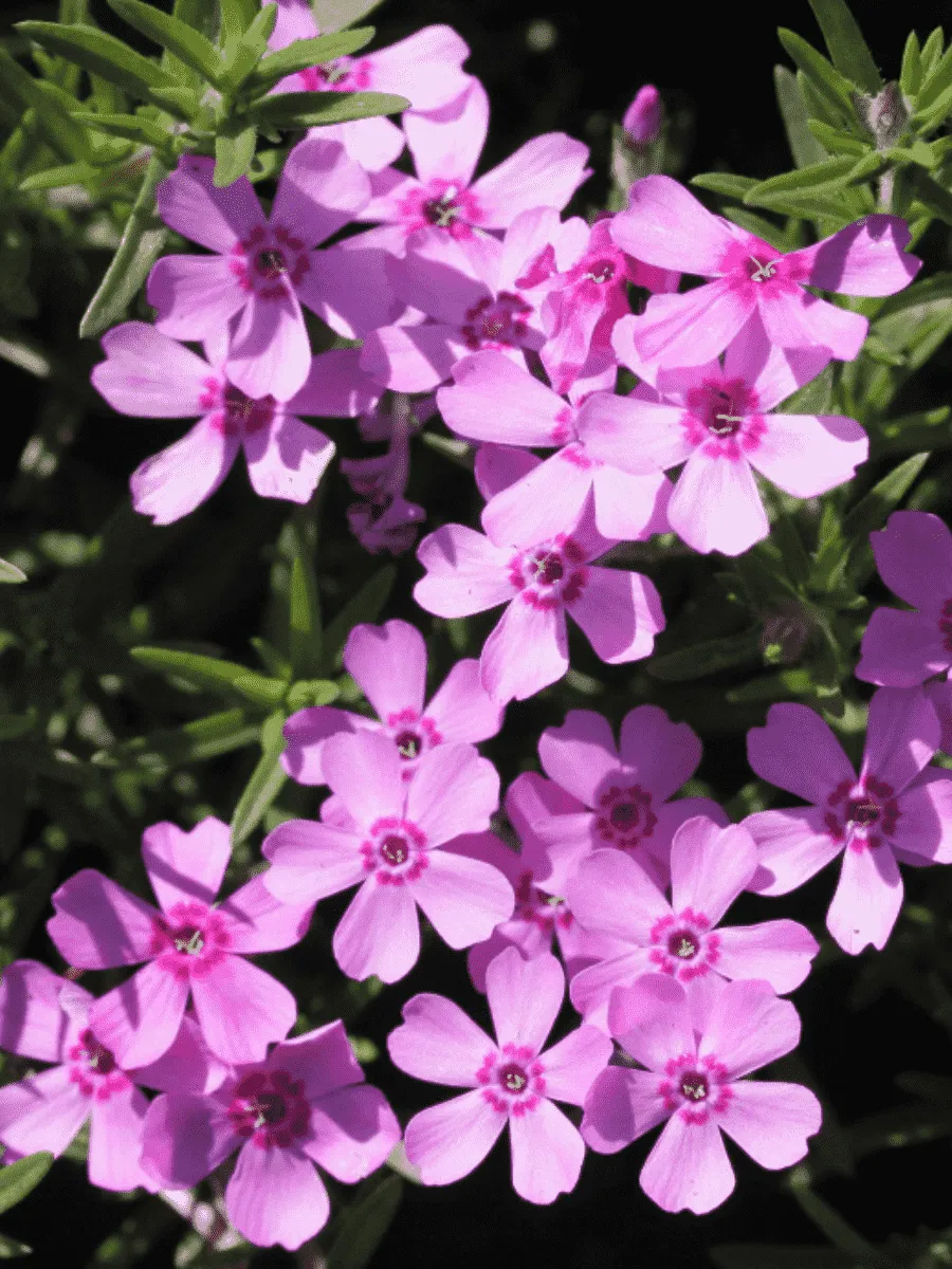 Флокс шиловидный Zwergenteppich