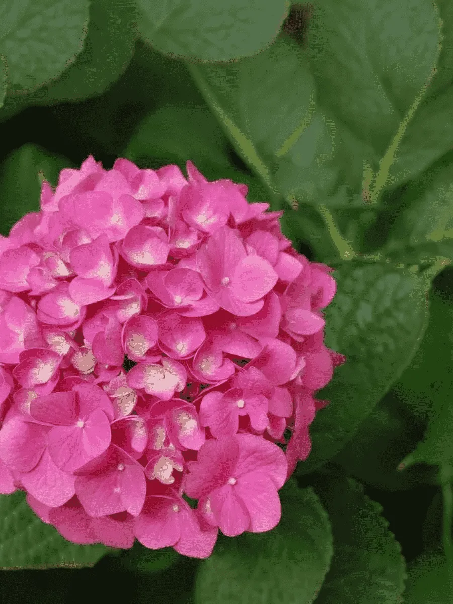 Гортензия макрофила розовая