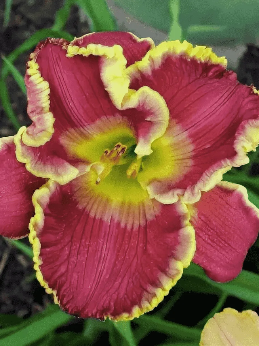 Лилейник Cape Breton